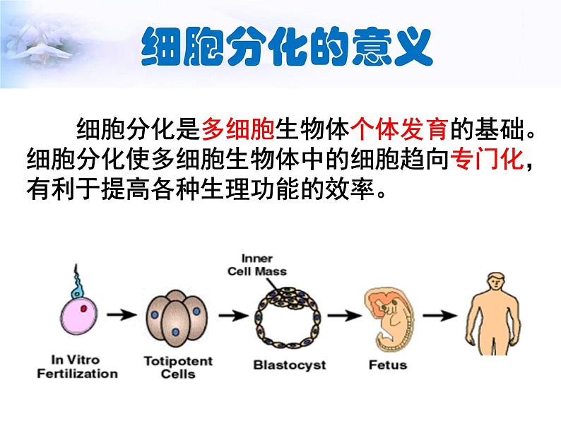 高一生物人教版必修一课件：6.2细胞的分化课件（共28 张PPT）06