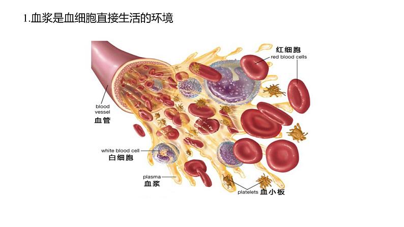 1.1 细胞生活的环境   课件06