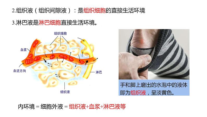 1.1 细胞生活的环境   课件07