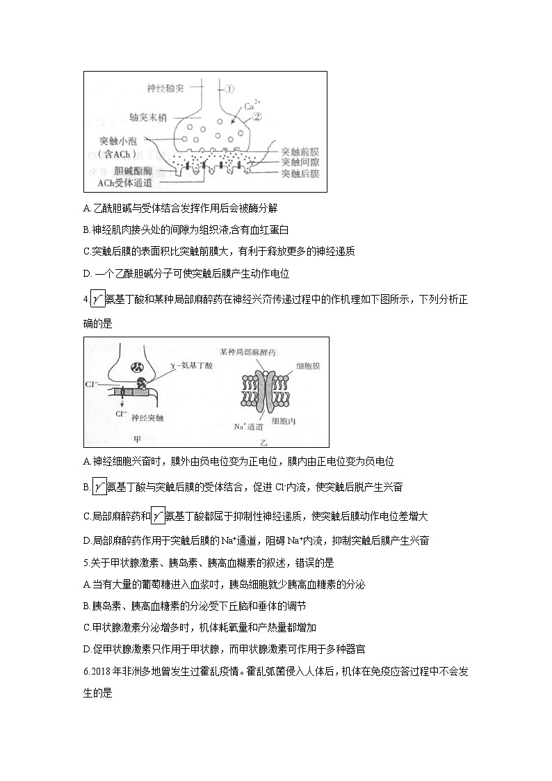 【生物】安徽省池州市2018-2019学年高二下学期期末试题（解析版）02