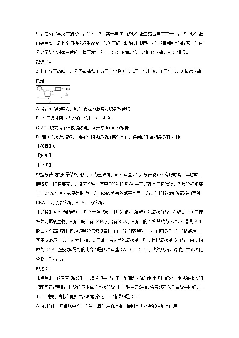 【生物】浙江省宁波市效实中学2018-2019学年高二上学期期末模拟（二）试题（解析版）02
