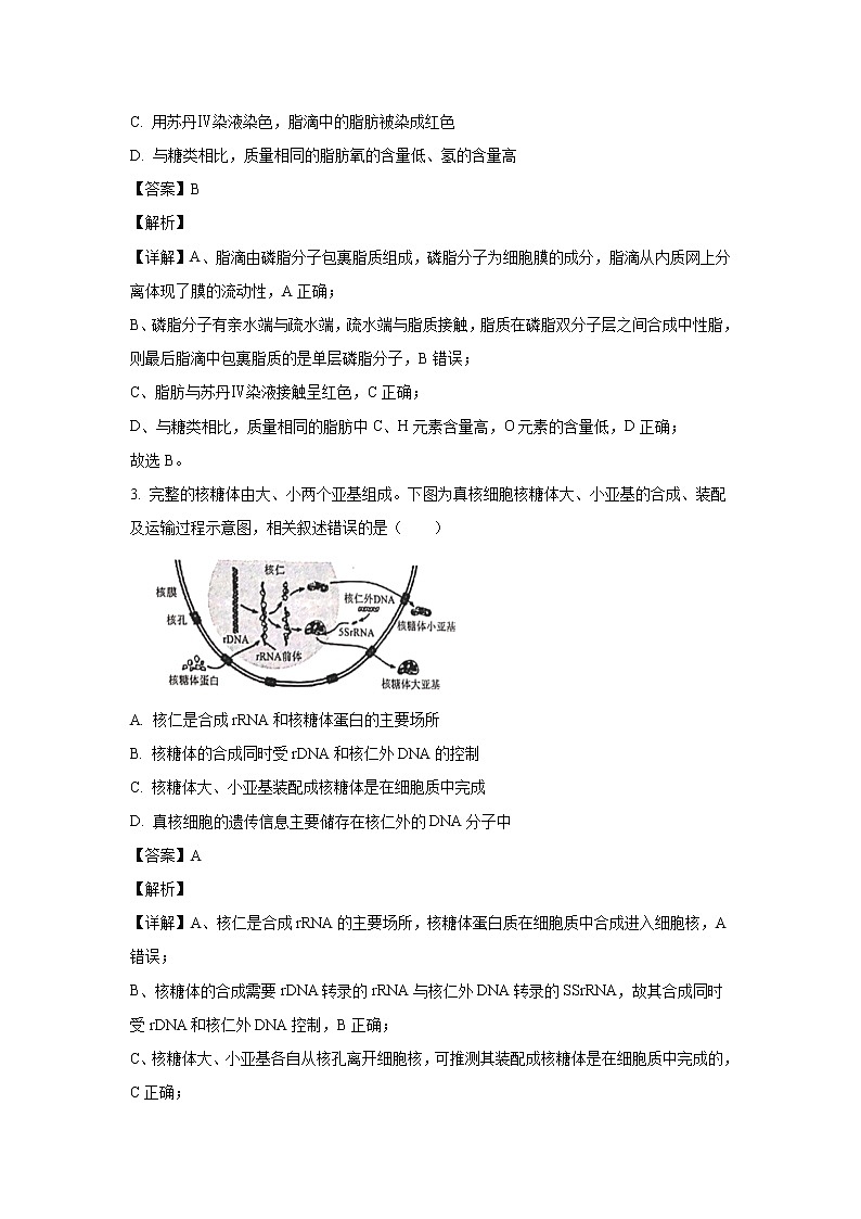 【生物】山东省日照市2019-2020学年高二下学期期末考试试题（解析版）第2页
