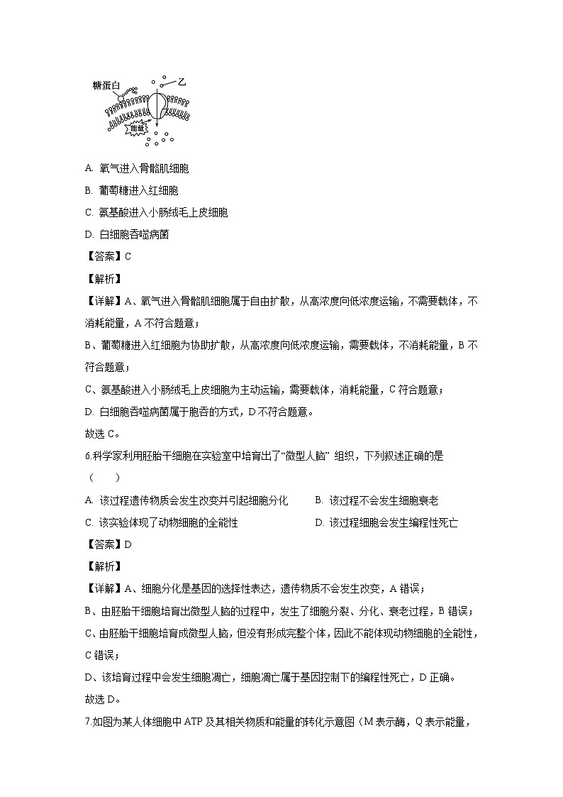 【生物】浙江省杭州市七县区2019-2020学年高二上学期期末考试试题（解析版）03