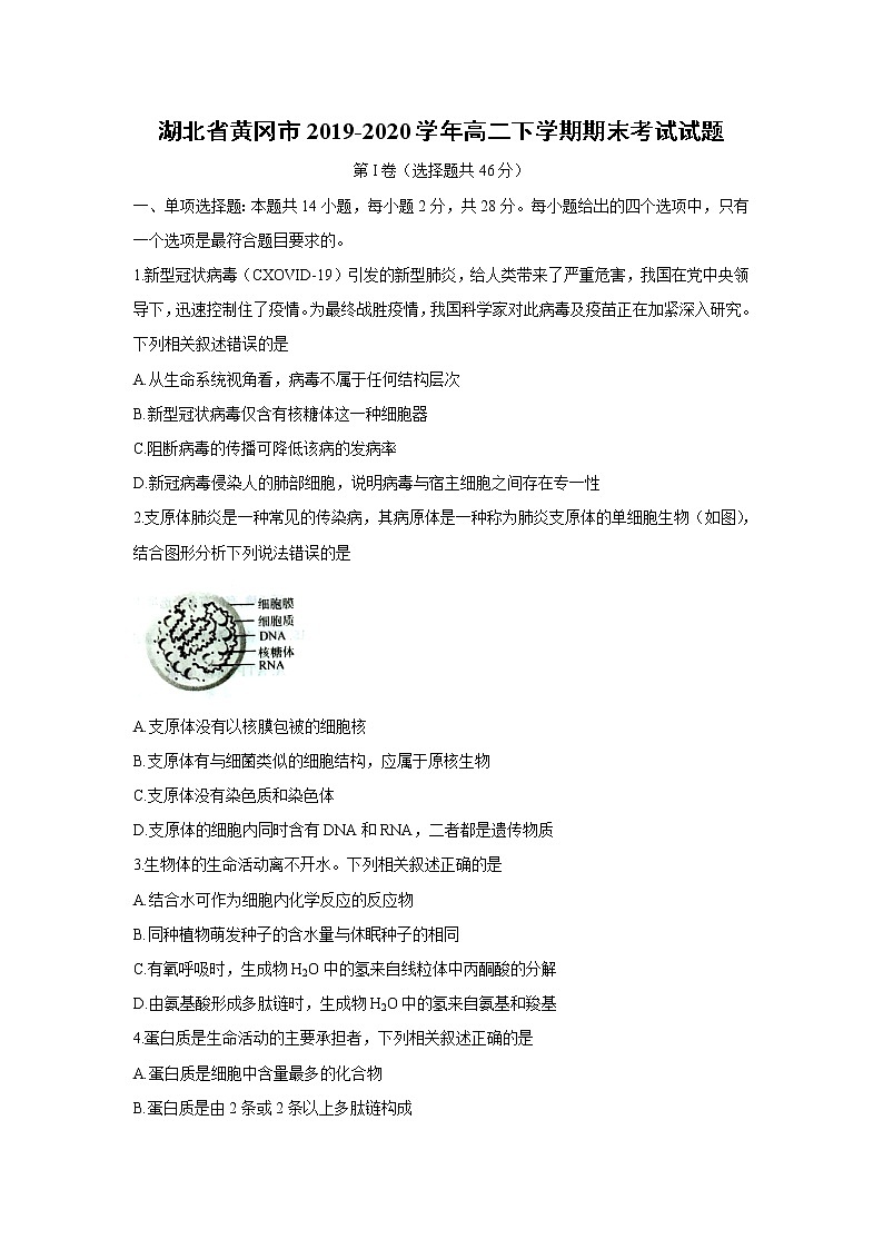 【生物】湖北省黄冈市2019-2020学年高二下学期期末考试试题01