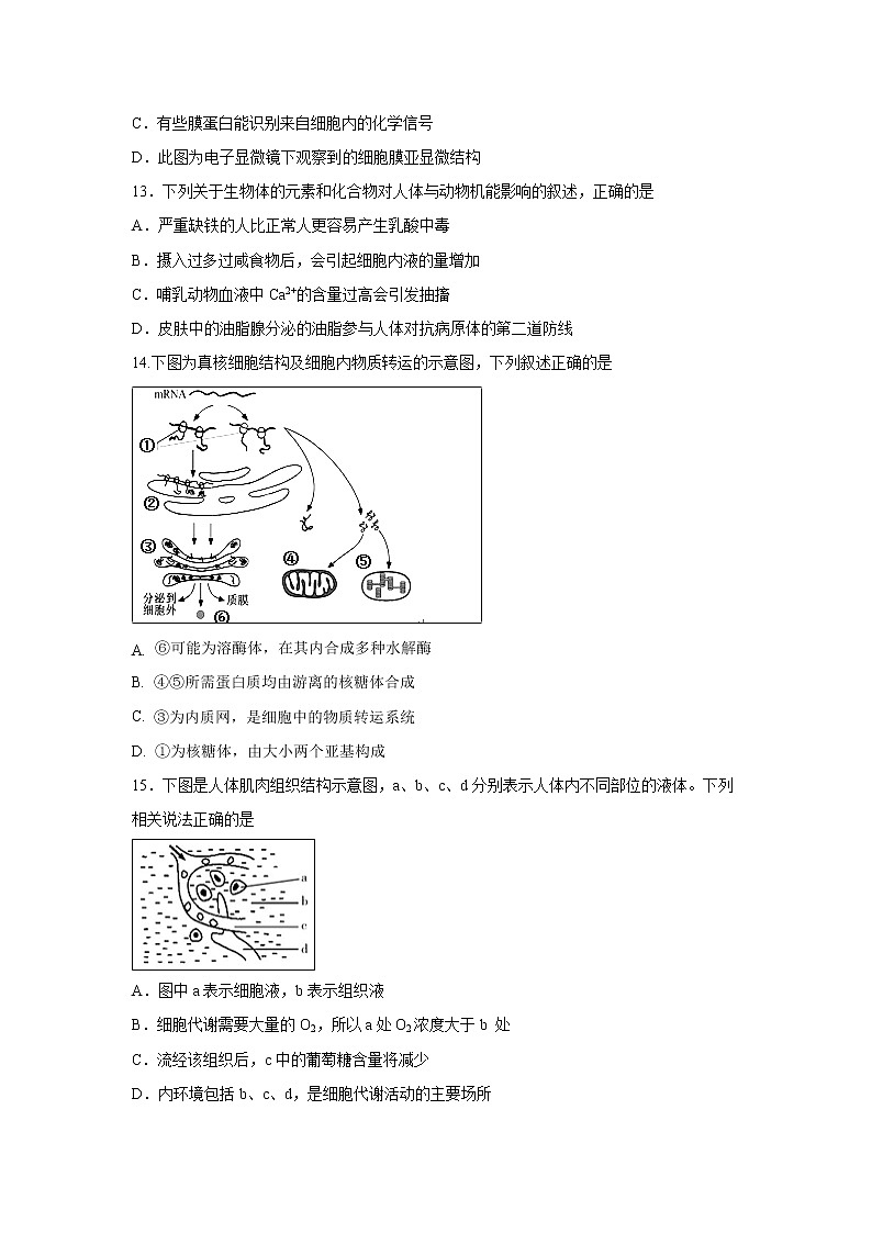 【生物】浙江省绍兴市诸暨中学2019-2020学年高二上学期期中考试（平行班）试题03