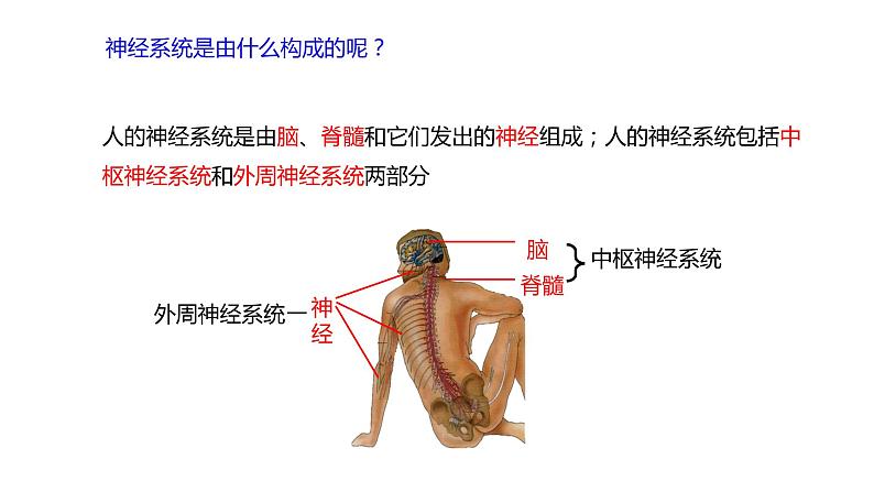 2.1 神经调节的结构基础  课件03