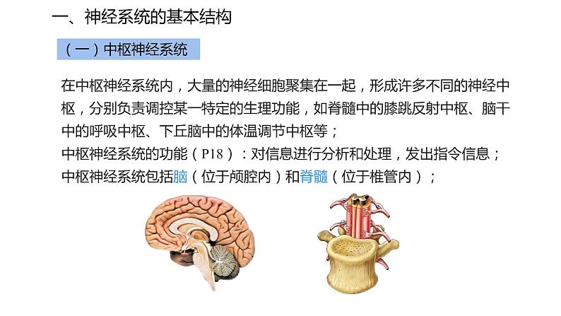 2.1 神经调节的结构基础  课件04