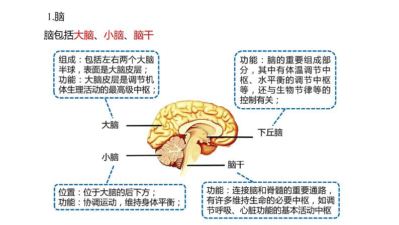 2.1 神经调节的结构基础  课件05