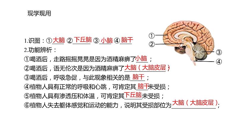 2.1 神经调节的结构基础  课件06