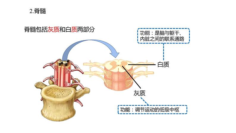 2.1 神经调节的结构基础  课件07