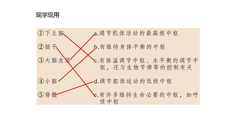 2.1 神经调节的结构基础  课件08