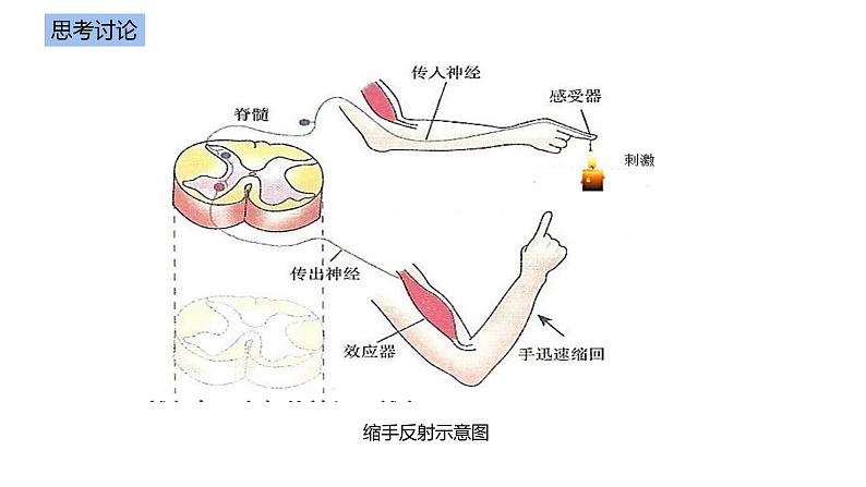 2.2 神经调节的基本方式  课件04