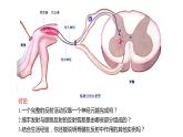 2.2 神经调节的基本方式  课件