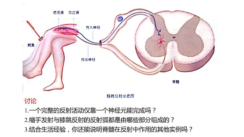 2.2 神经调节的基本方式  课件05