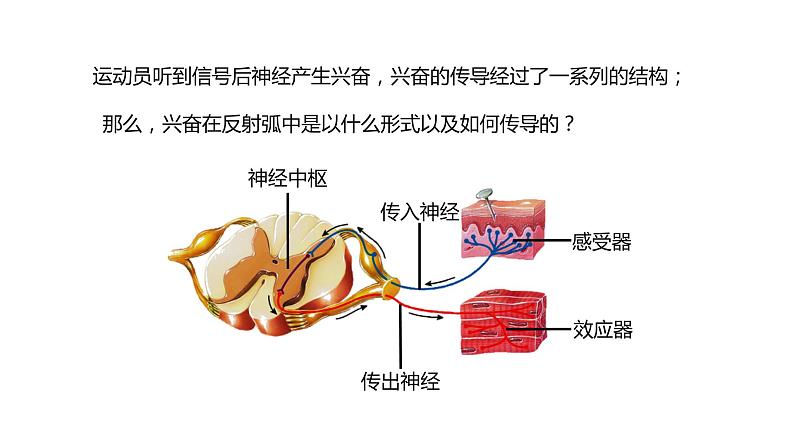 2.3 神经冲动的产生和传导（Ⅰ）课件04