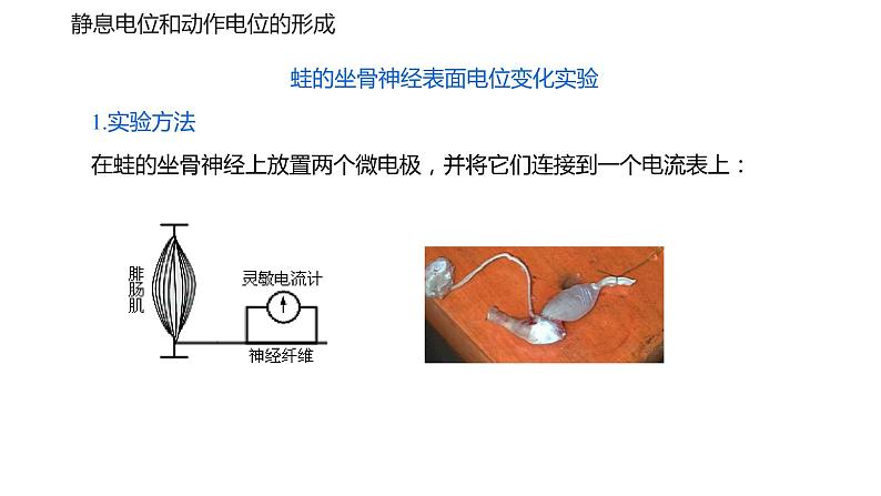 2.3 神经冲动的产生和传导（Ⅰ）课件05