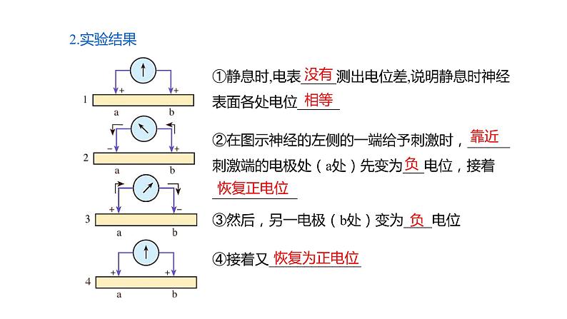 2.3 神经冲动的产生和传导（Ⅰ）课件06