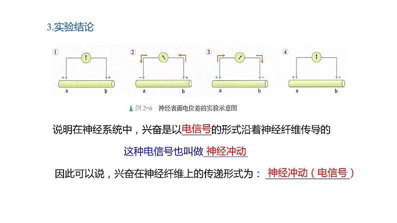 2.3 神经冲动的产生和传导（Ⅰ）课件07