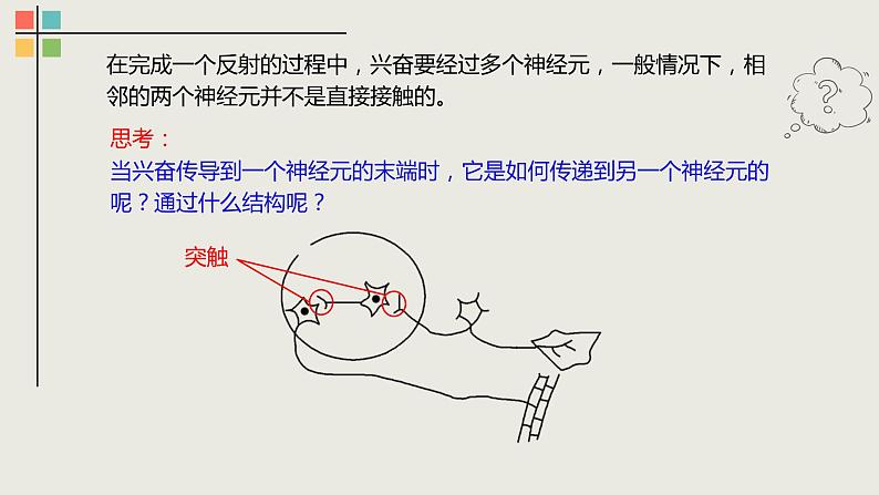 2.3 神经冲动的产生和传导（Ⅱ）课件02