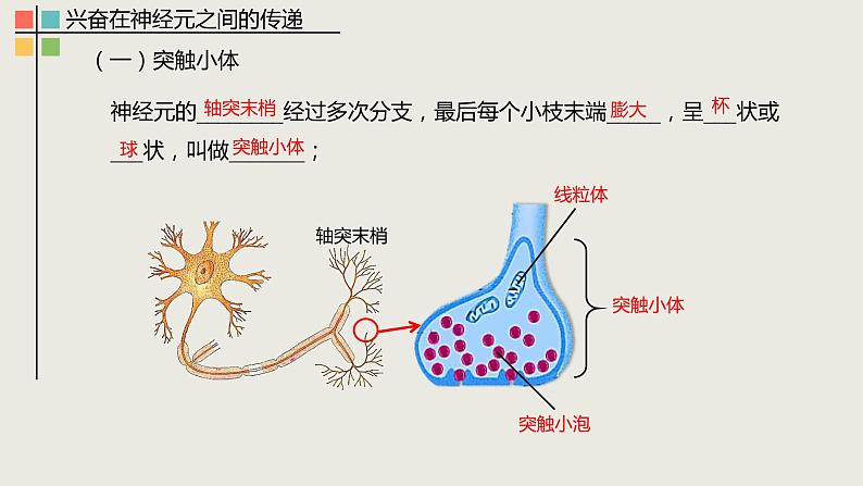 2.3 神经冲动的产生和传导（Ⅱ）课件03