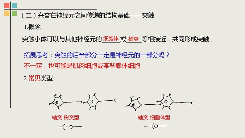 2.3 神经冲动的产生和传导（Ⅱ）课件04