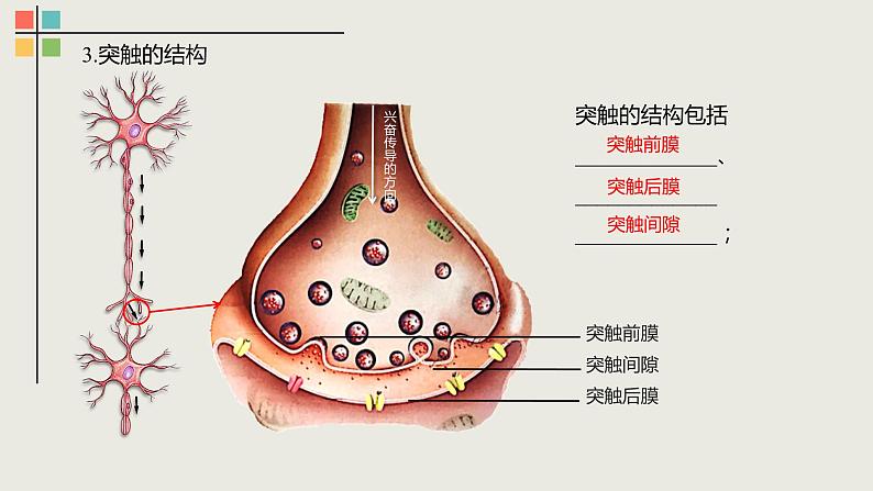 2.3 神经冲动的产生和传导（Ⅱ）课件05