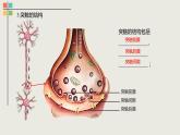 2.3 神经冲动的产生和传导（Ⅱ）课件