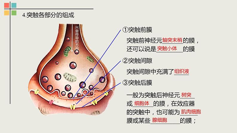 2.3 神经冲动的产生和传导（Ⅱ）课件06