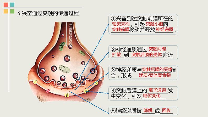 2.3 神经冲动的产生和传导（Ⅱ）课件07