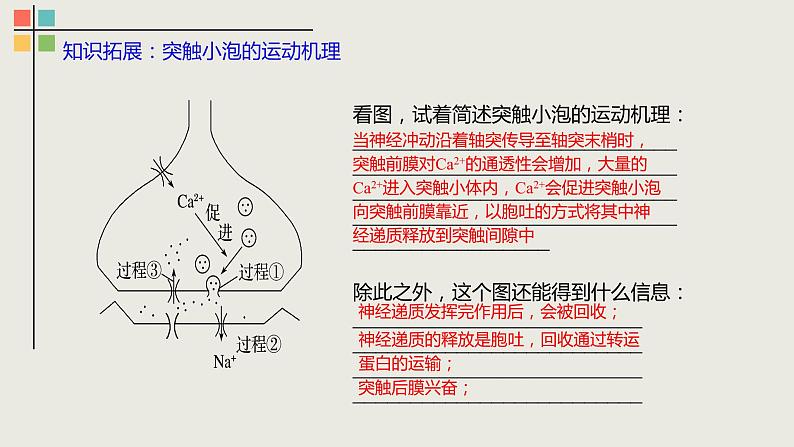 2.3 神经冲动的产生和传导（Ⅱ）课件08