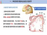 2.4 神经系统的分级调节  课件