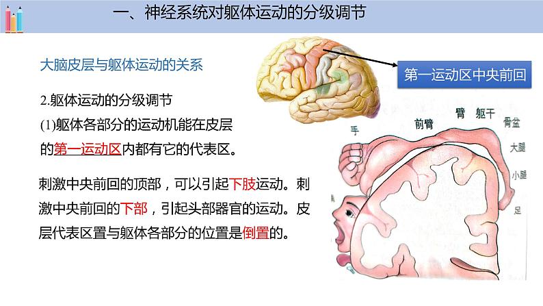 2.4 神经系统的分级调节  课件05