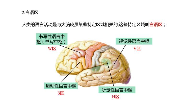 2.5 人脑的高级功能  课件05