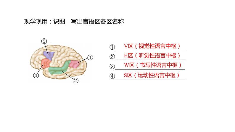 2.5 人脑的高级功能  课件06