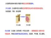 3.1 激素与内分泌系统  课件