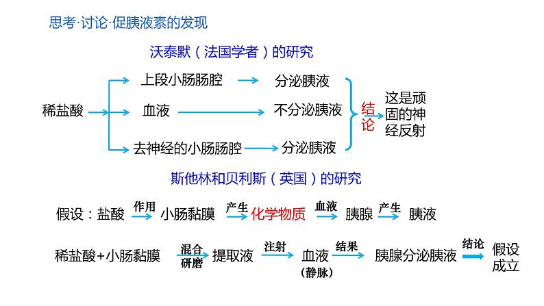 3.1 激素与内分泌系统  课件06