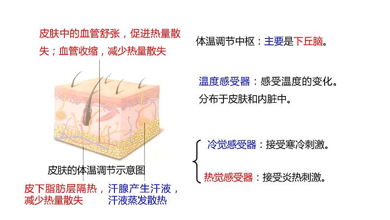 3.3 体液调节与神经调节的关系  课件07