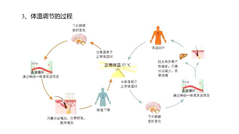 3.3 体液调节与神经调节的关系  课件08