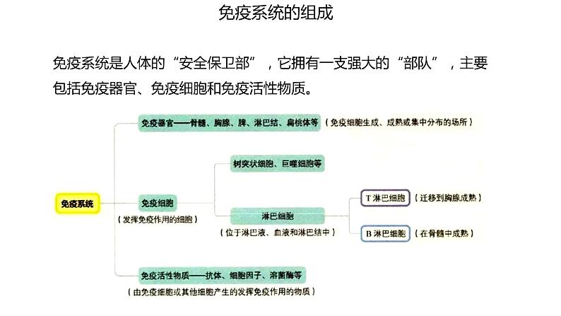 4.1 免疫系统的组成和功能  课件03