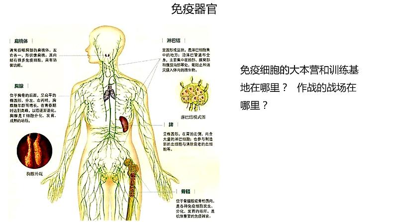 4.1 免疫系统的组成和功能  课件04