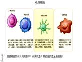 4.1 免疫系统的组成和功能  课件