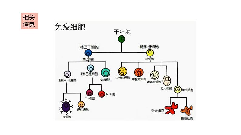 4.1 免疫系统的组成和功能  课件06