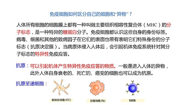 4.1 免疫系统的组成和功能  课件07