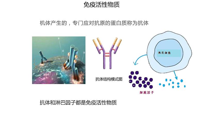 4.1 免疫系统的组成和功能  课件08