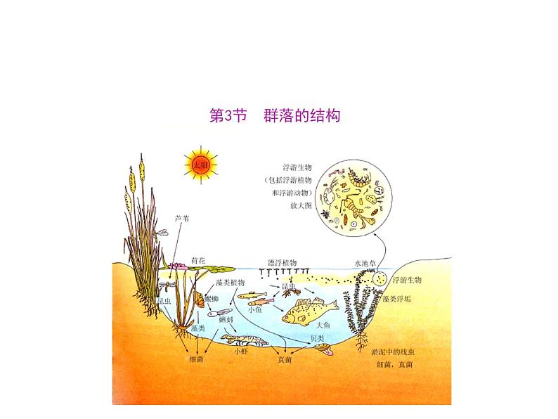 人教版高二生物必修3课件：4.3 群落的结构101