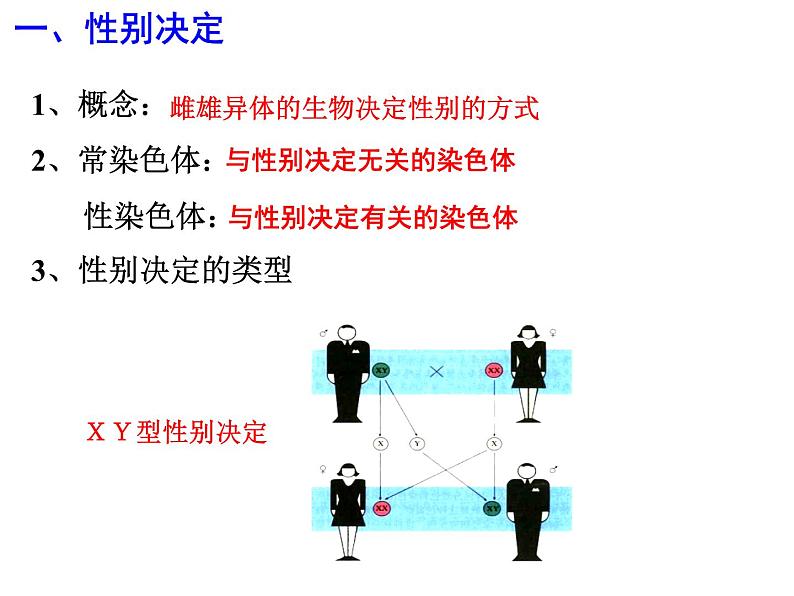 高中人教版生物必修二课件：第2章 第3节《伴性遗传》课件（共27 张PPT）06