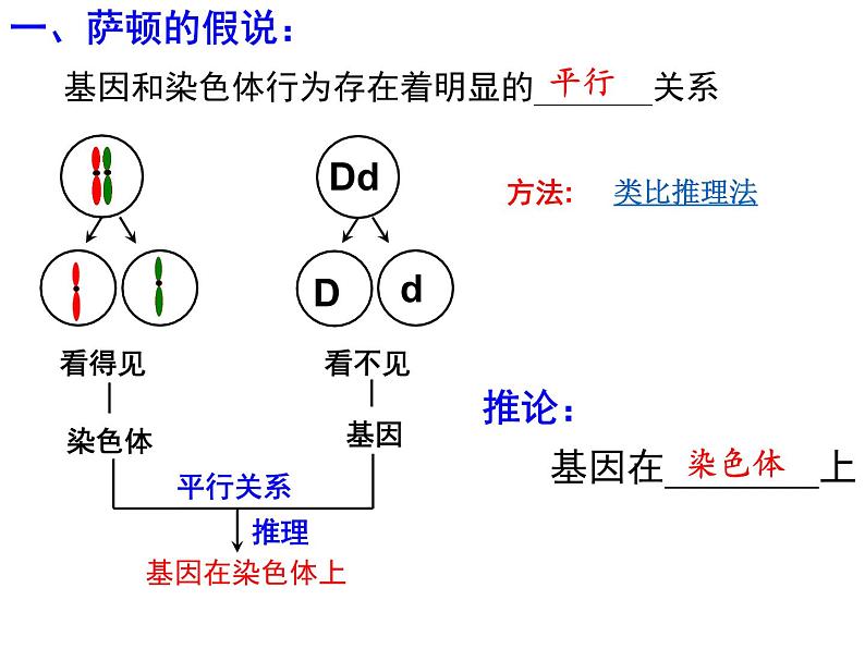 高中人教版生物必修二课件：第2章 第2节《基因在染色体上》课件（共24 张PPT）06