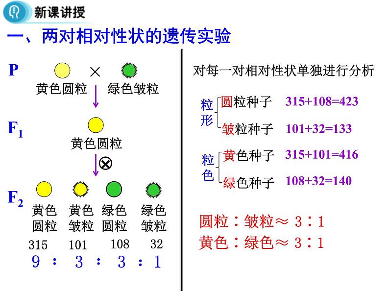 高中人教版生物必修二课件：第1章 第2节《孟德尔的豌豆杂交实验（二）》课时 1课件（共17 张PPT）07