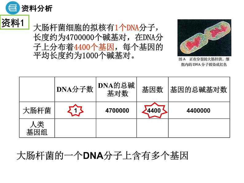 高中人教版生物必修二课件：第3章 第4节《基因是有遗传效应的DNA片段》课件（共 20张PPT）07