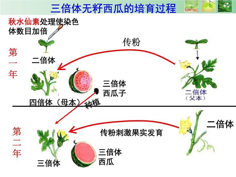 高中人教版生物必修二课件：第5章 第2节《染色体变异》课时 2课件（共15 张PPT）06